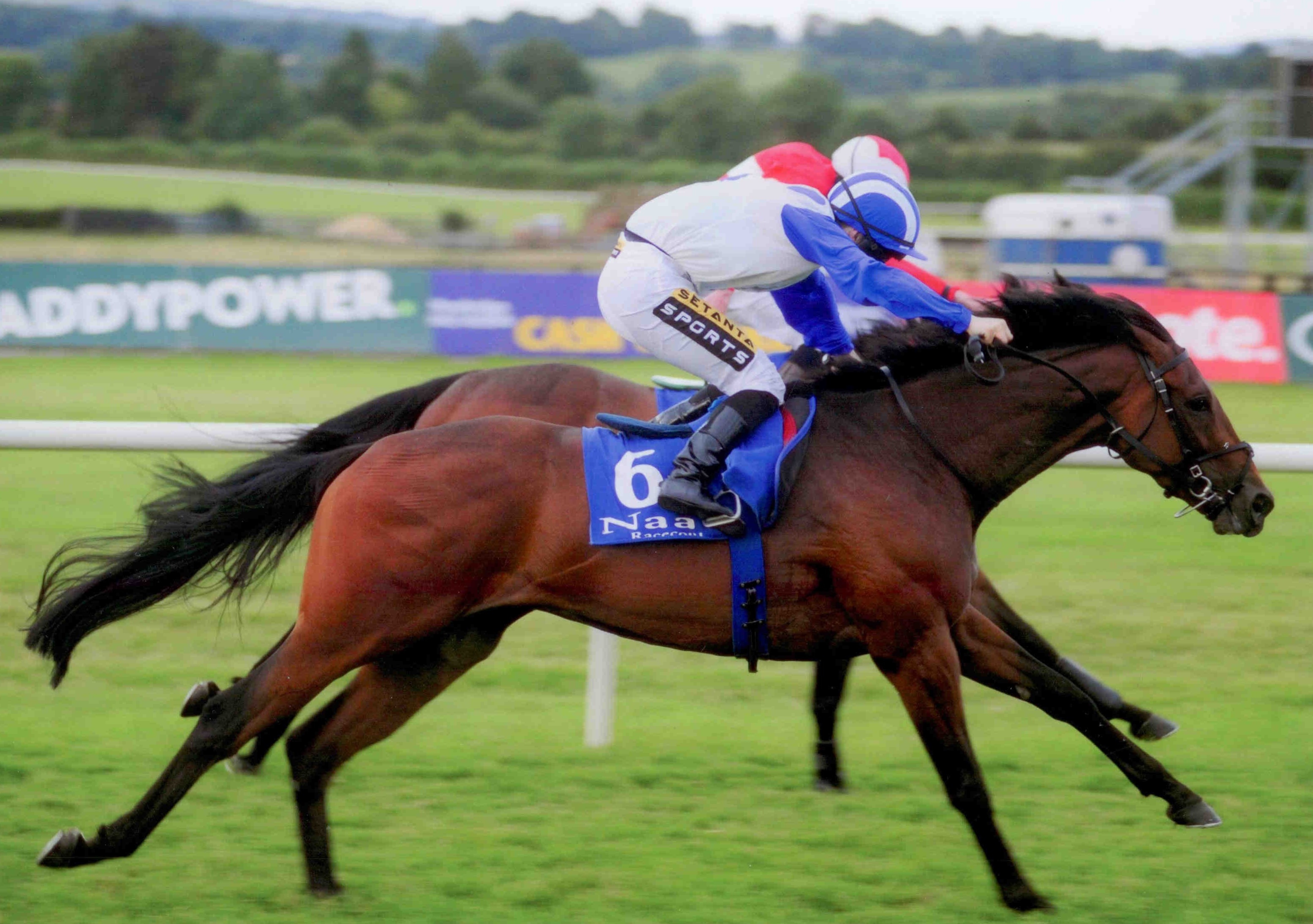 CAPE WOLFE battles to the line at Naas on July 22nd 2015